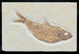Fat Knightia Alta Fossil Fish #32955-1